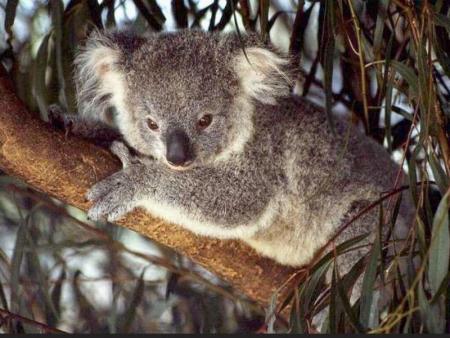 le p'tit koala